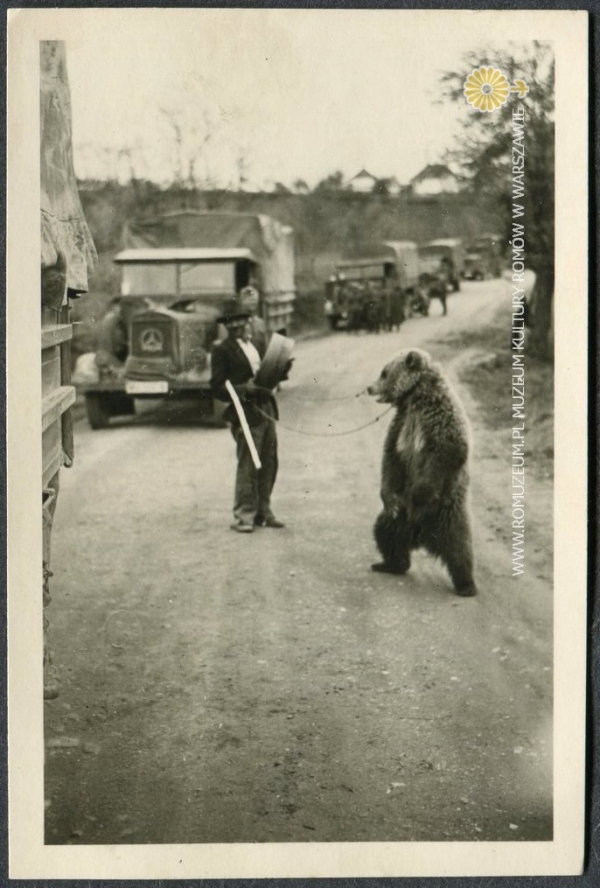 Niedźwiednik i kolumna samochod&oacute;w ciężarowych